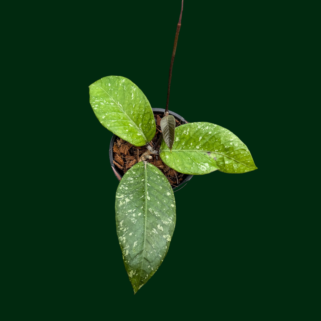Hoya sp. (ABS005, Putri Betung)