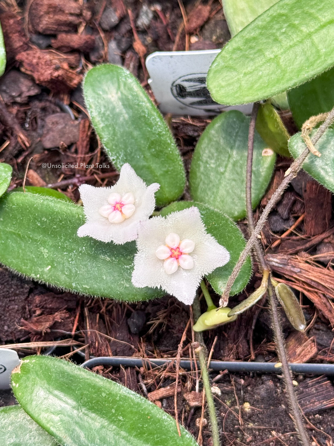 Hoya spectatissima
