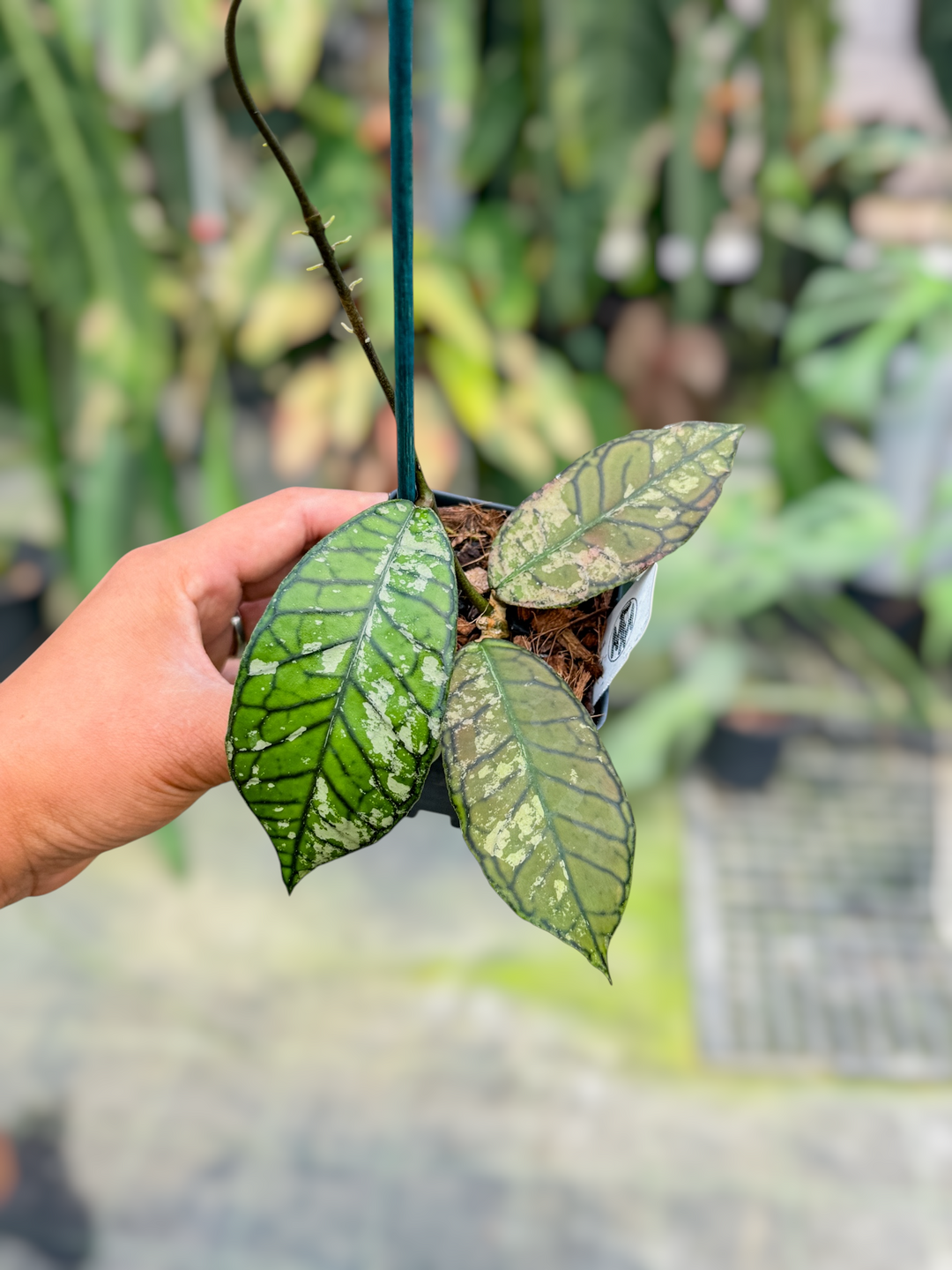 PS0725 - Hoya sp. Gunung Gading (Splash)