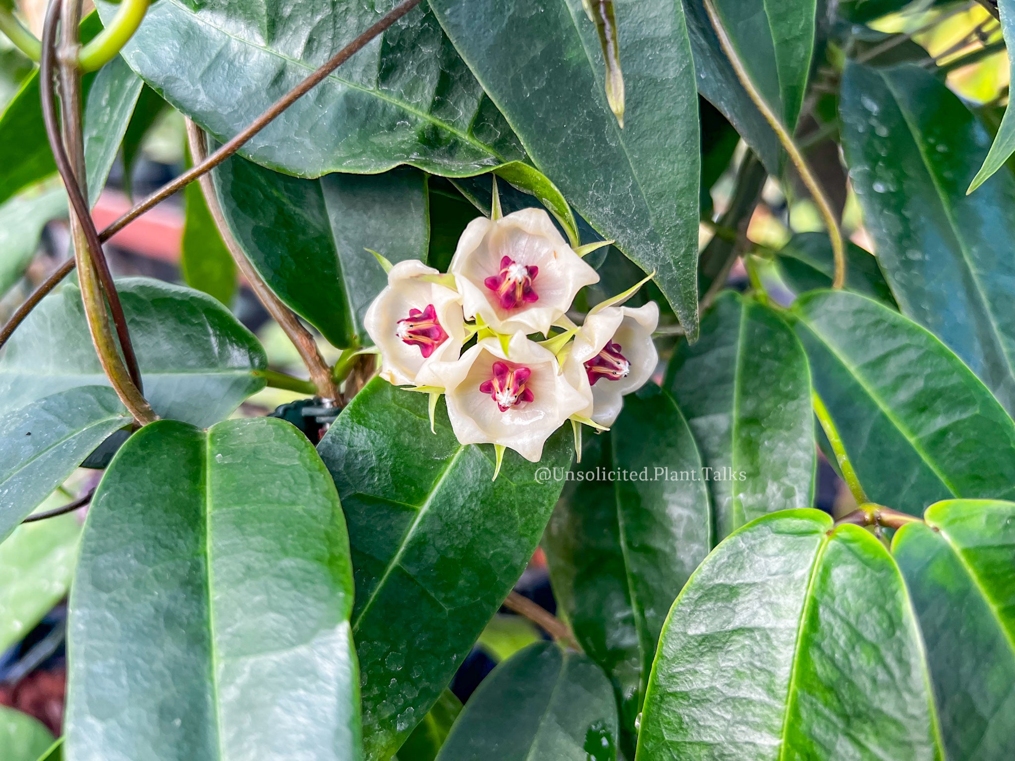 Hoya surisana – Unsolicited Plant Talks