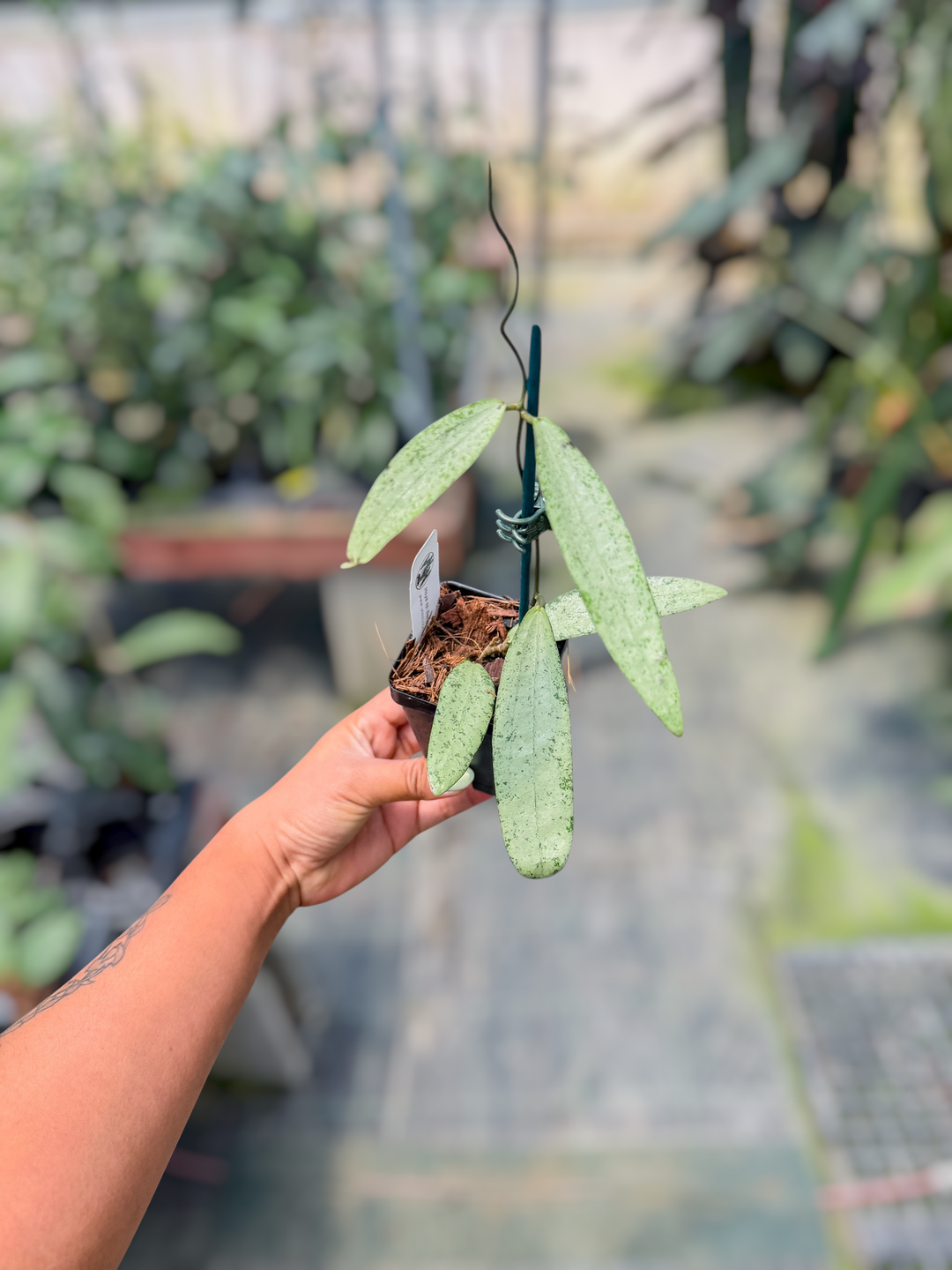 PS701 - Hoya sp. Bengkulu (Rindu Rafflesia, silver)