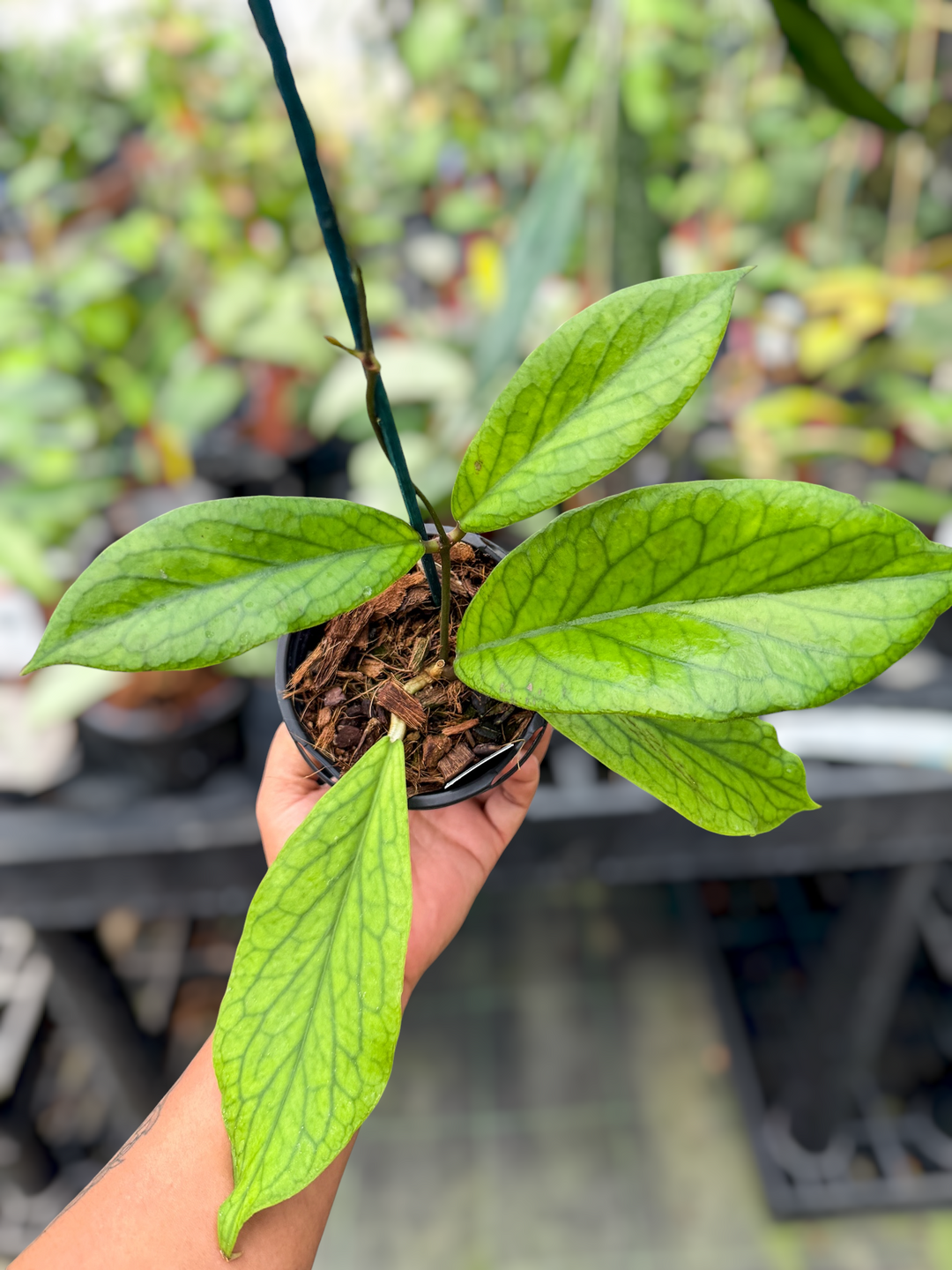 PS0485 - Hoya bauensis