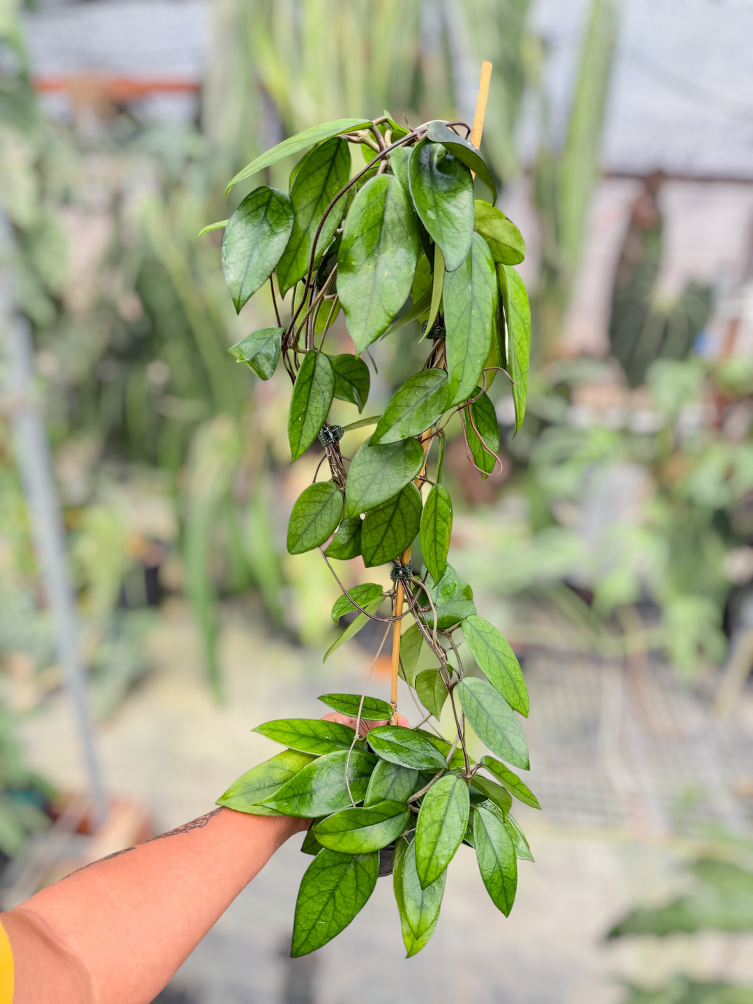 PS0723 - Hoya dasyantha
