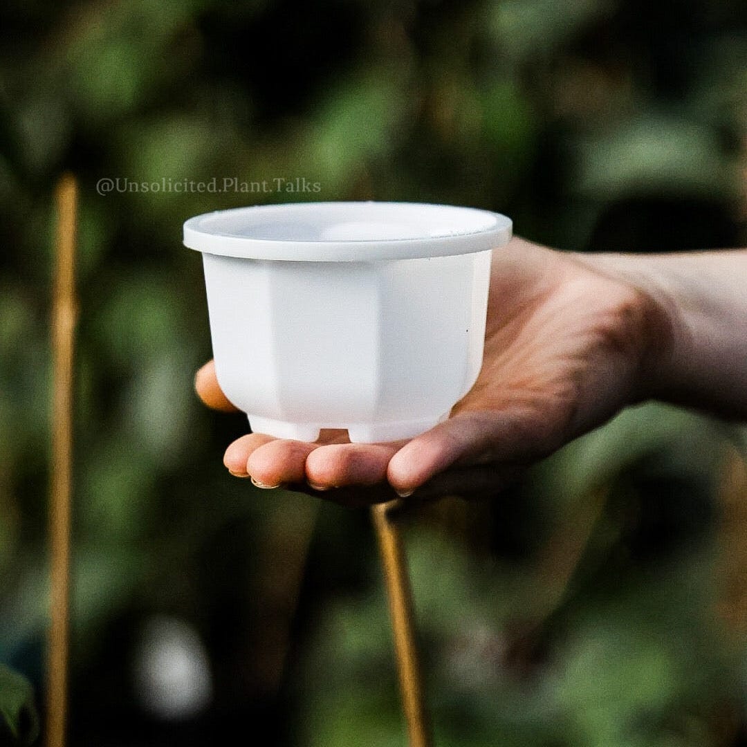 small hanging pot (pack of 20)