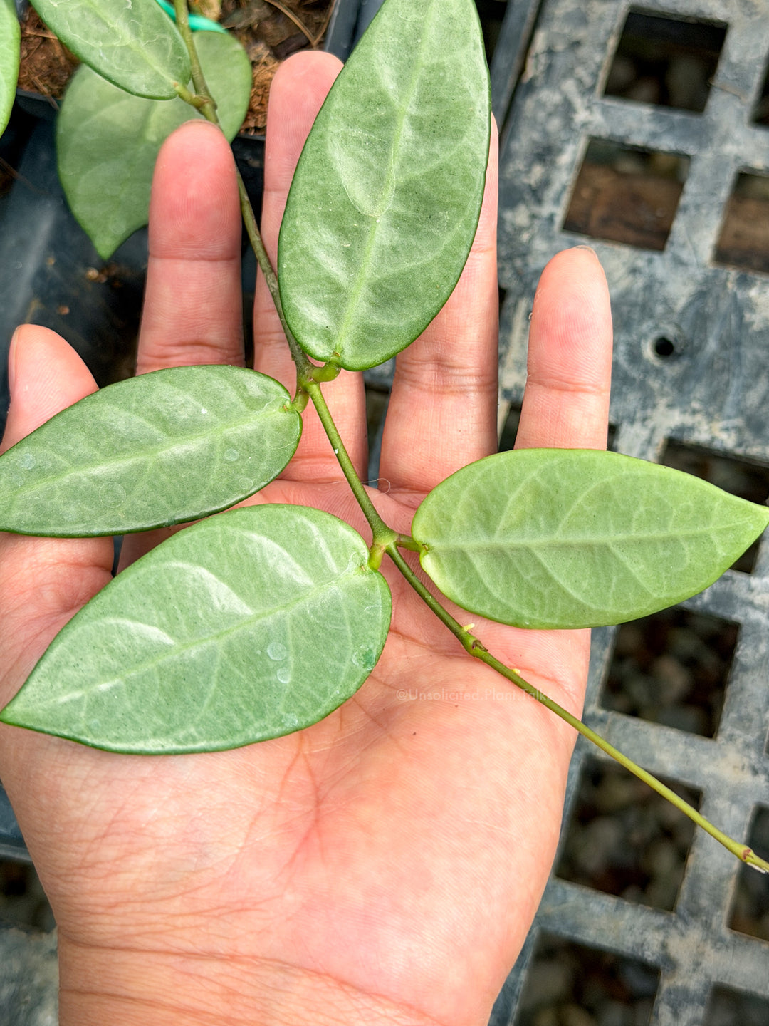 Hoya sp. (Lai Chau, long leaf silver)
