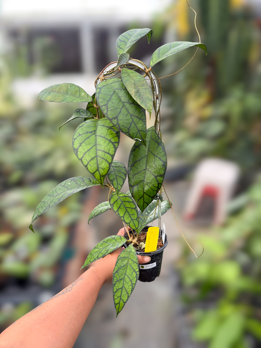 PS0166 - Hoya callistophylla (Sabah, IML 1762) (Copy)
