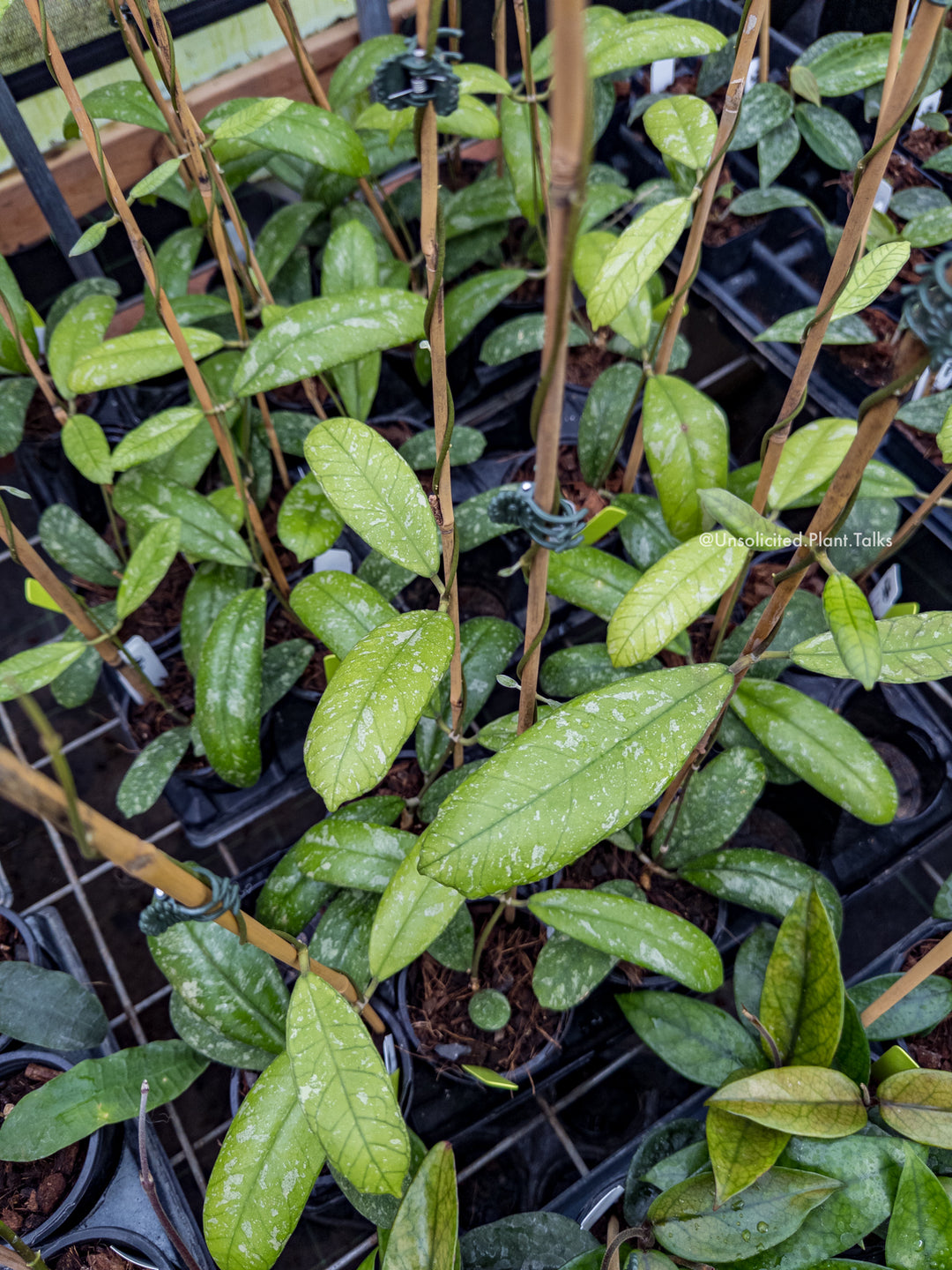 Hoya sp. (Northern Sumatra)