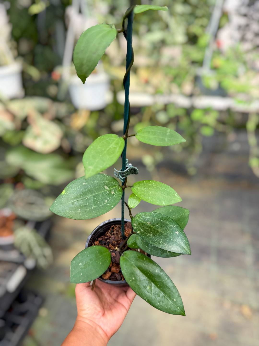 PS0486 - Hoya ‘Eloisa’ (elliptica x erythrina GTX05)
