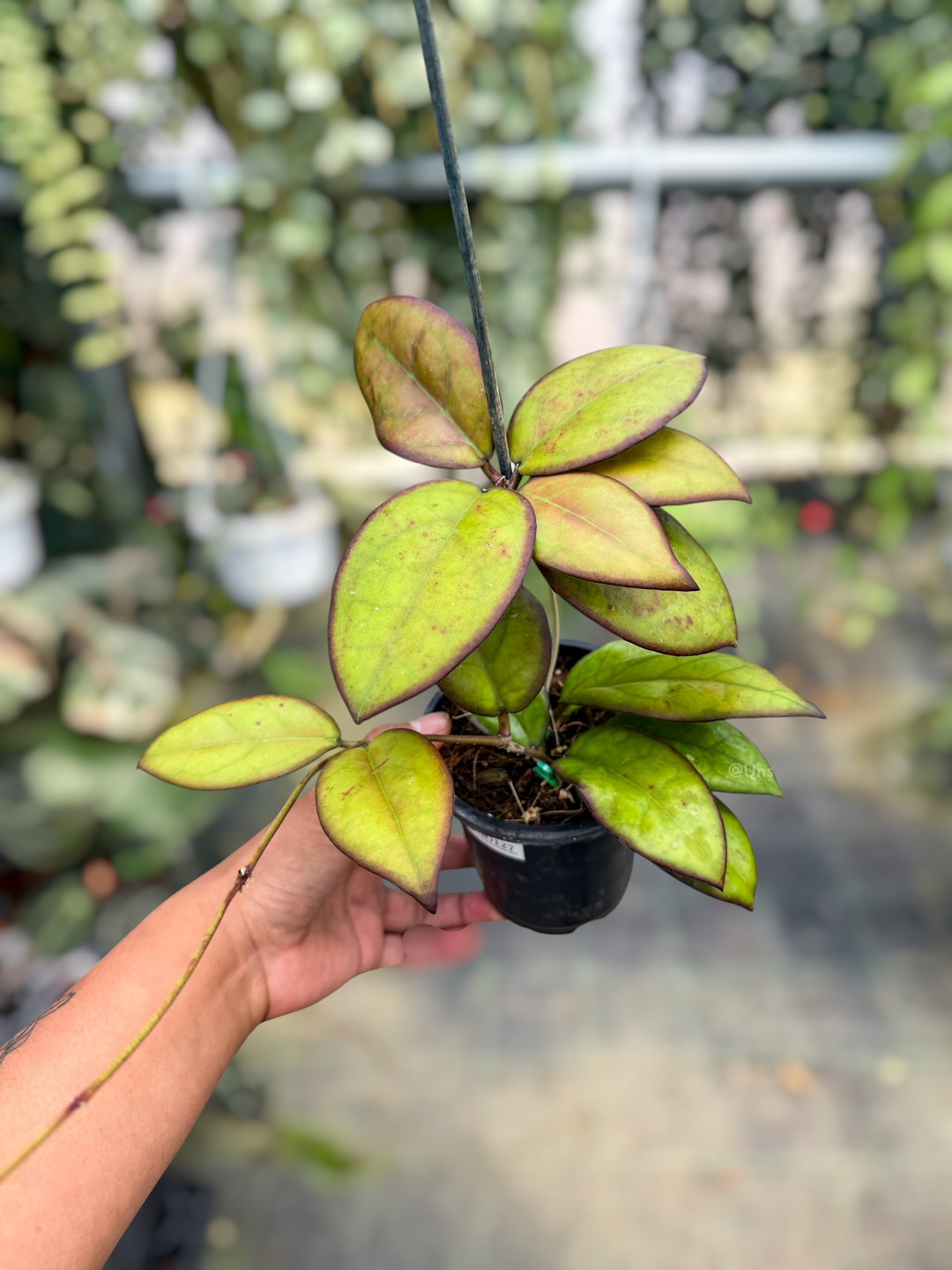 PS0127 - Hoya ‘Mayumi’ (UPT002)