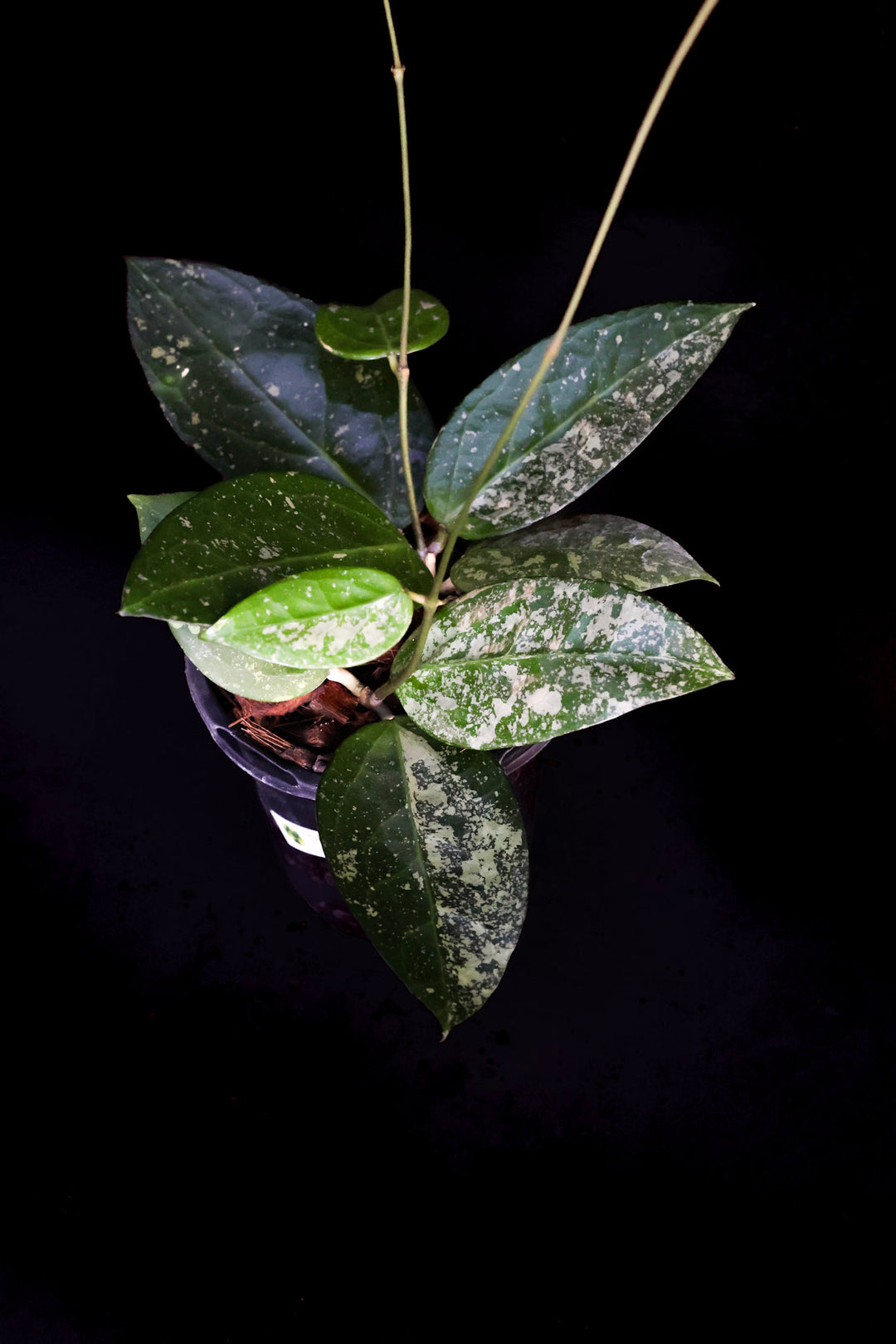 PS0449 - Hoya verticillata (Nganjuk)