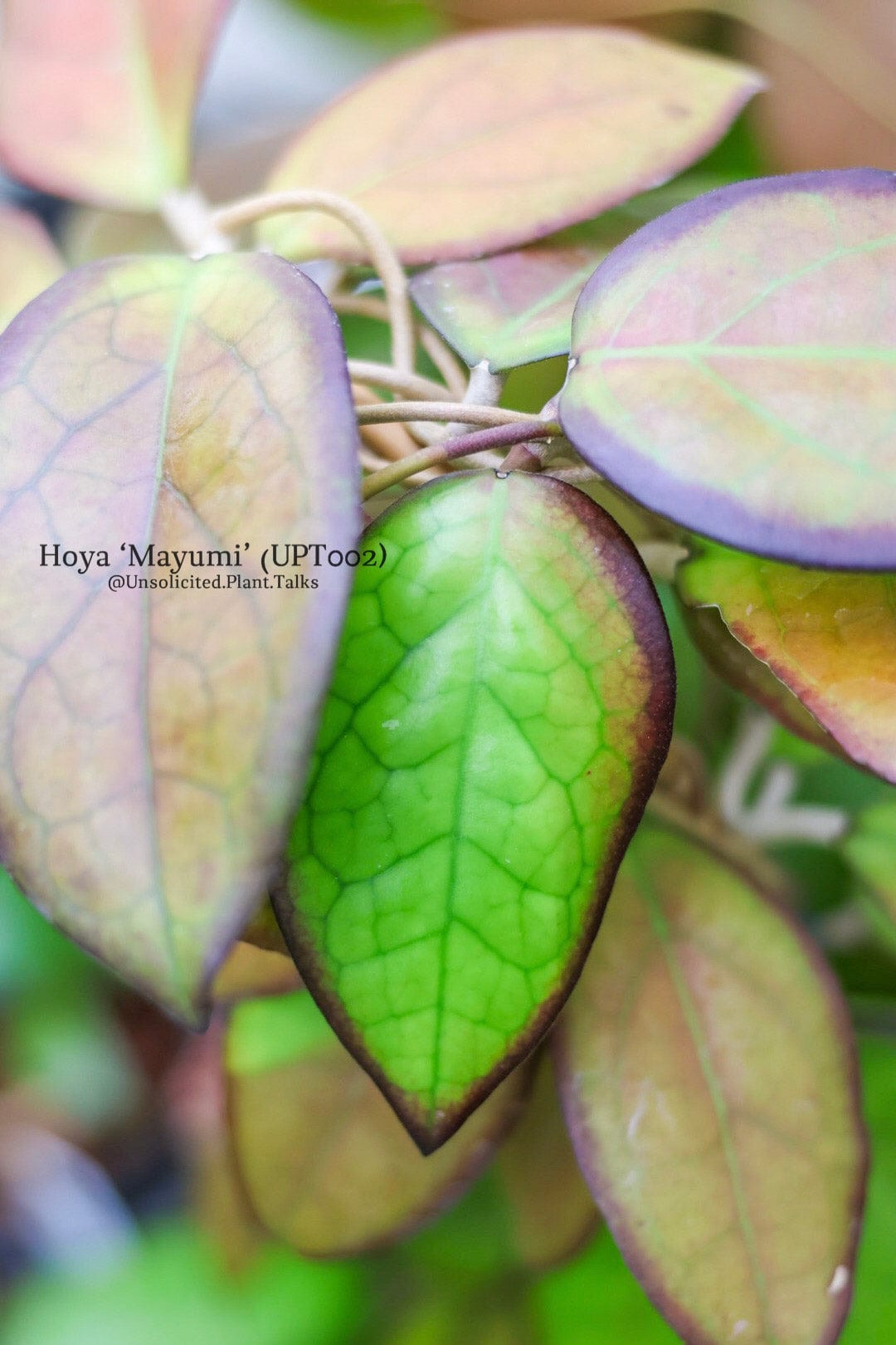 Hoya ‘Mayumi’ (UPT002)