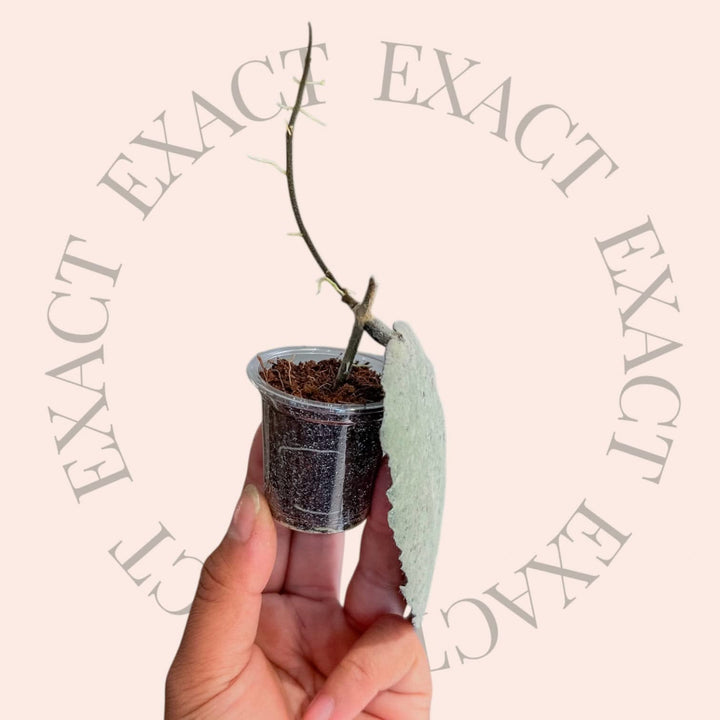 Hoya caudata &