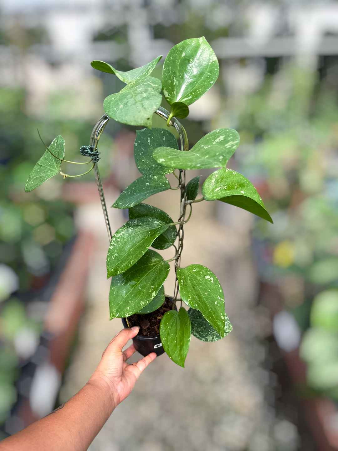 PS0849 - Hoya sp. glabra (splash)