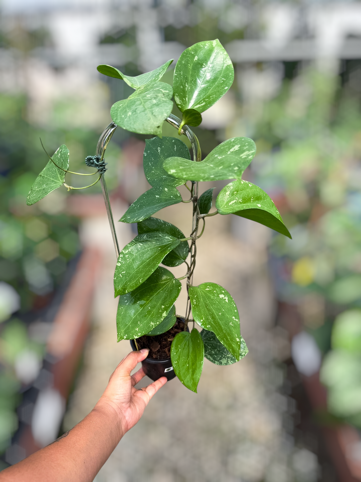 PS0849 - Hoya sp. glabra (splash)