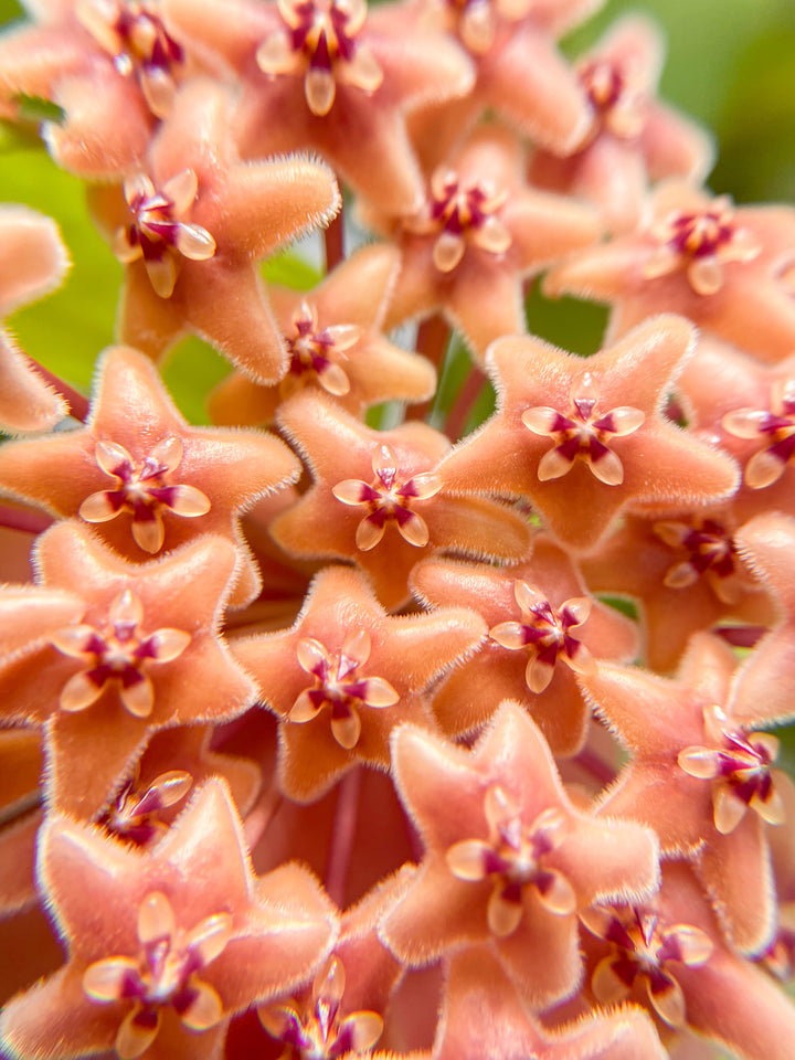 Hoya flavida