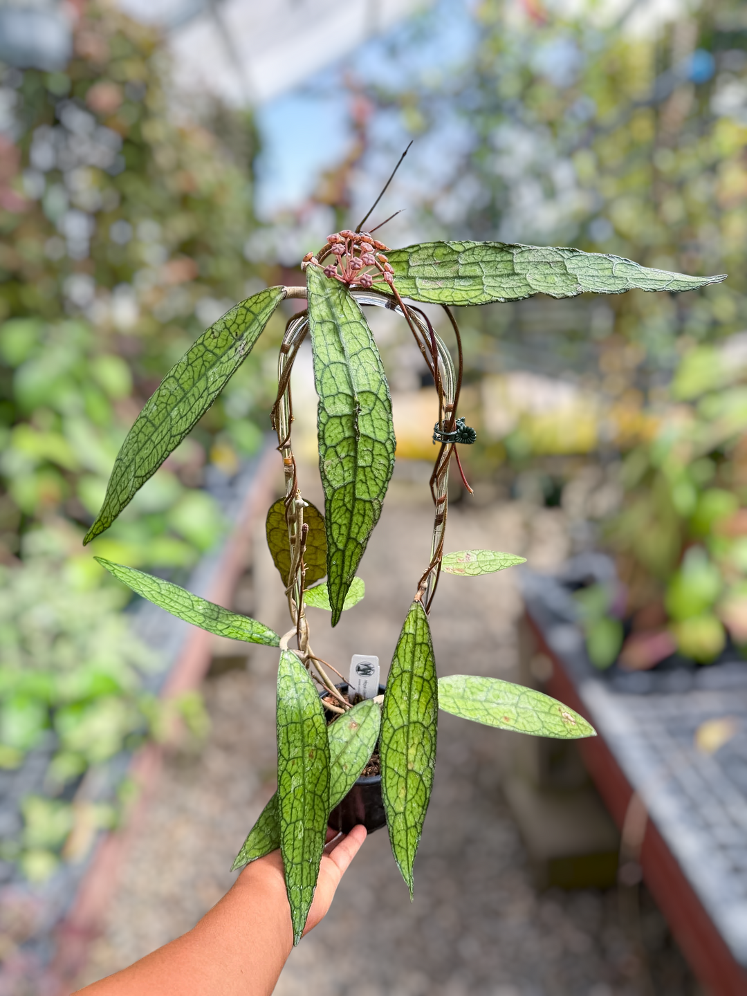 PS0842 - Hoya clemensiorum (skinny, long leaf)