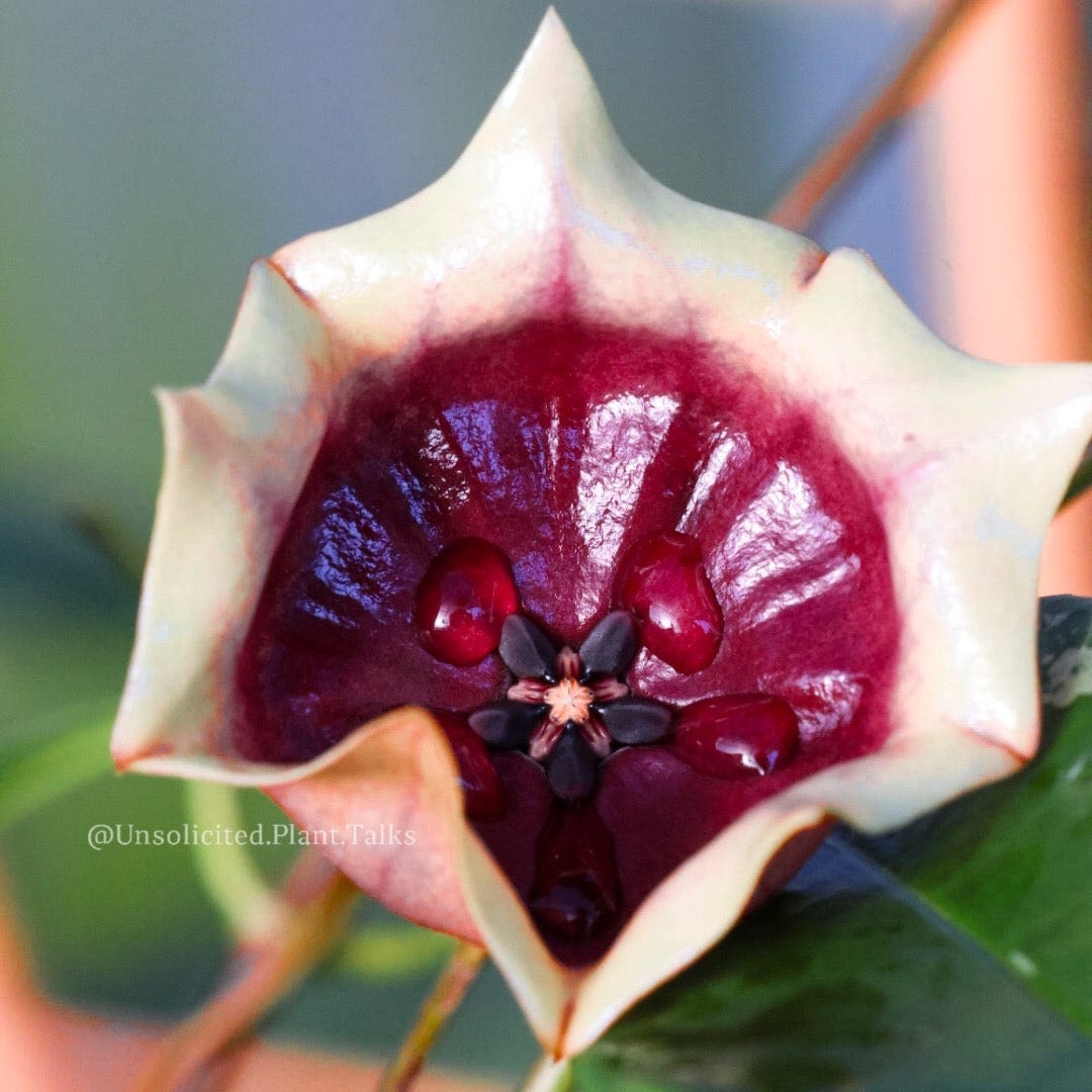 Hoya Plants for Sale | 450+ Hoya Species – Page 13 – Unsolicited