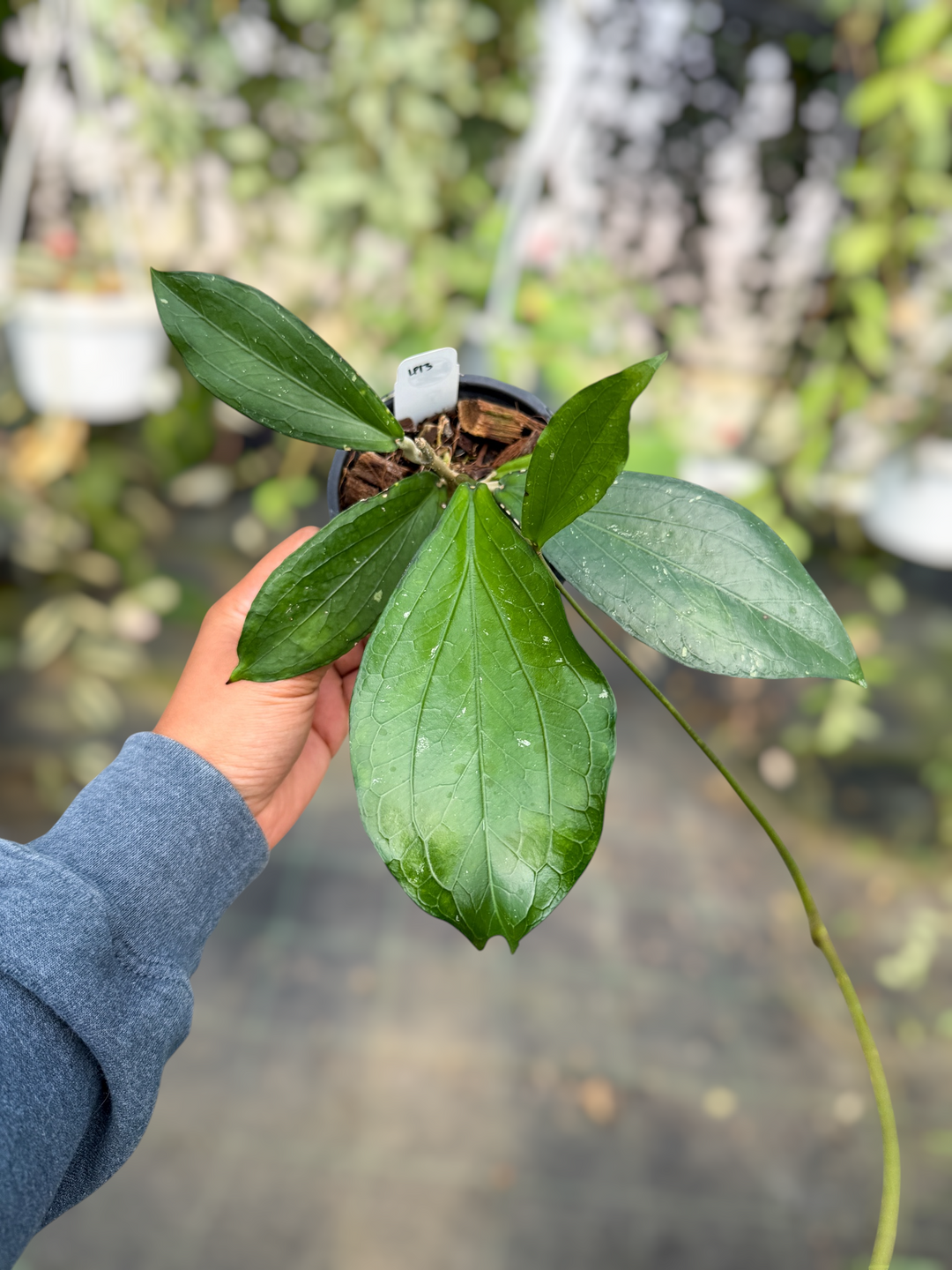 PS0491 - Hoya LP013 (erythrina x waymaniae)