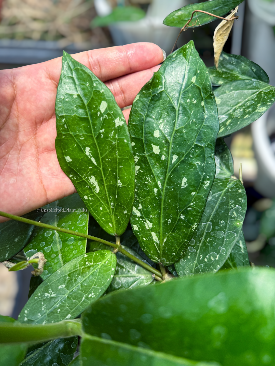 Hoya ‘Spooky’ (RHM 2457 - DAA1)