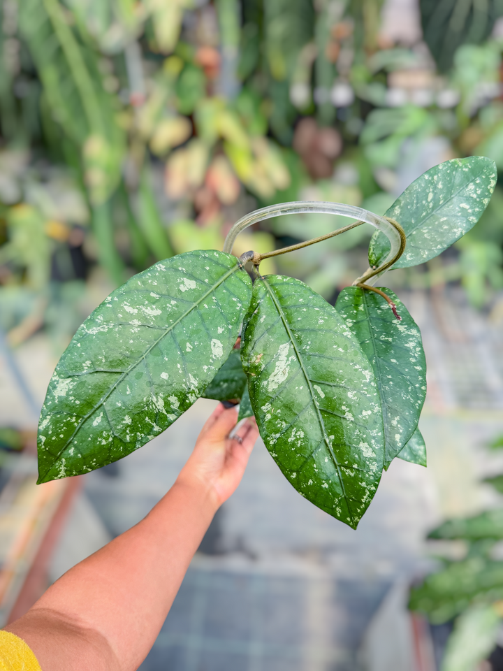 PS0728 - Hoya sp. Aceh