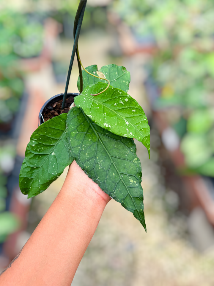 PS0844 - Hoya sp. (Aceh, no.21BT1)