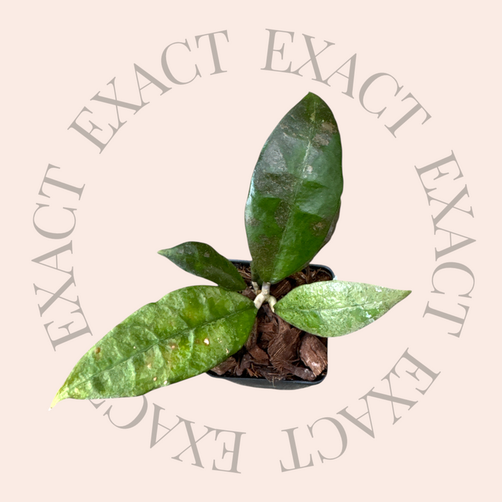 Hoya ‘Panggha’ (silver)