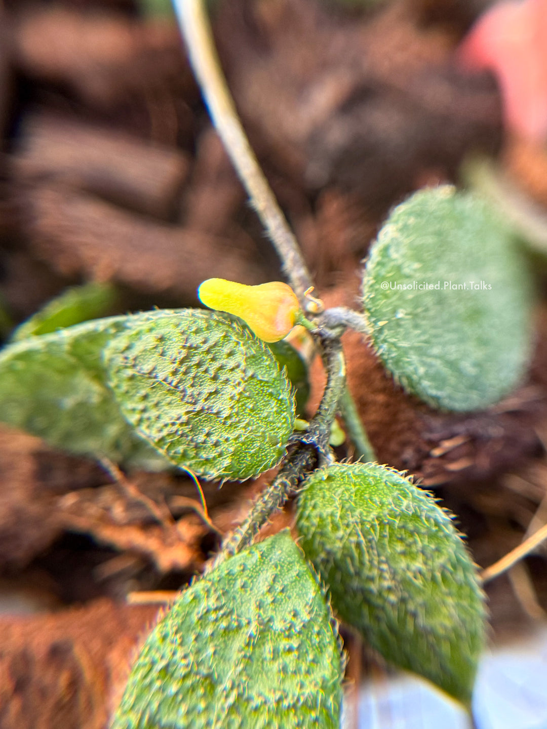 Dischidia hirsuta (red)