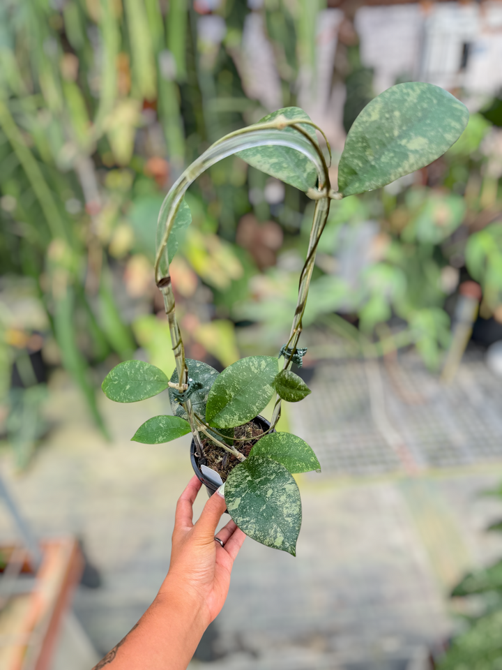 PS0722 - Hoya sp. (Kalbar)