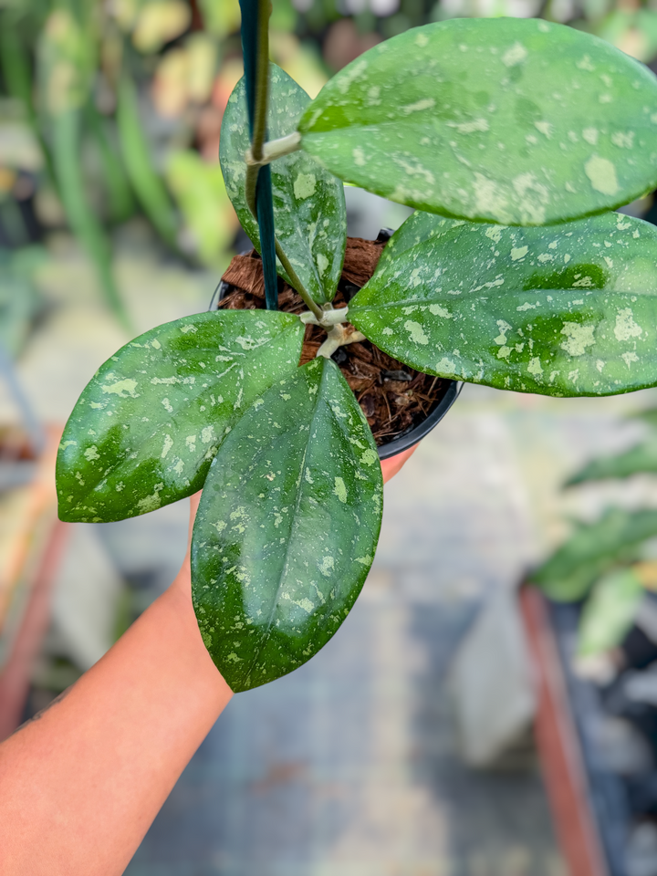 PS0721 - Hoya sp. (Bengkulu, NEW)