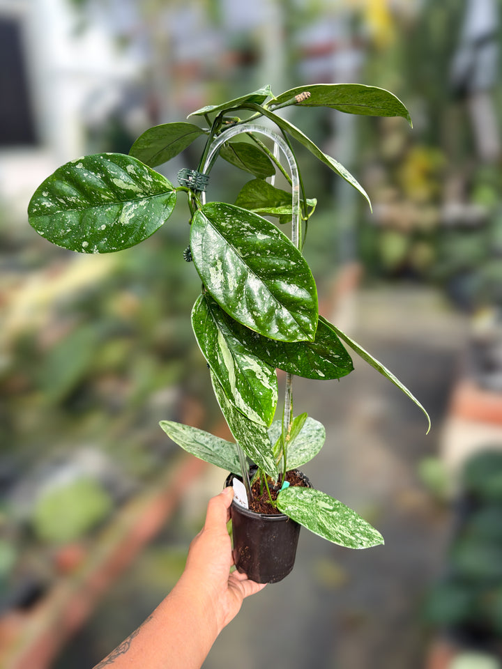 PS0159 - Hoya coriacea (silver)