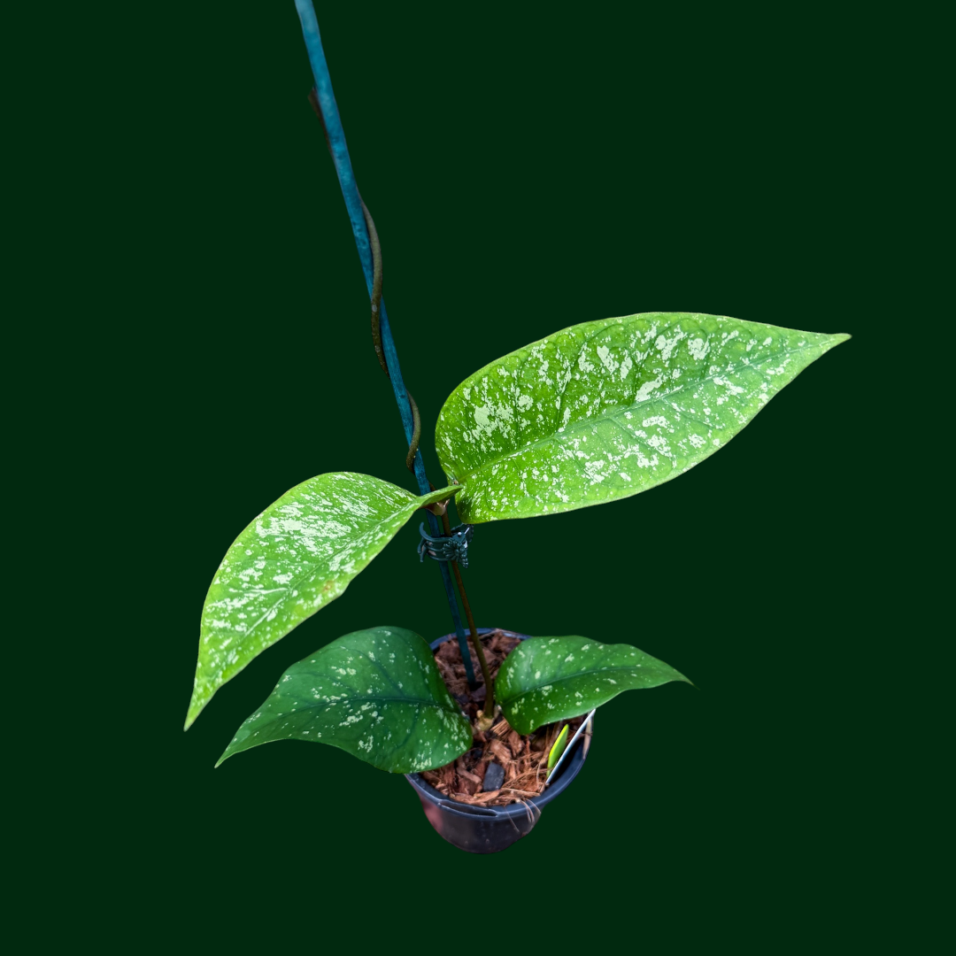 Hoya sp. (Badak Uken)