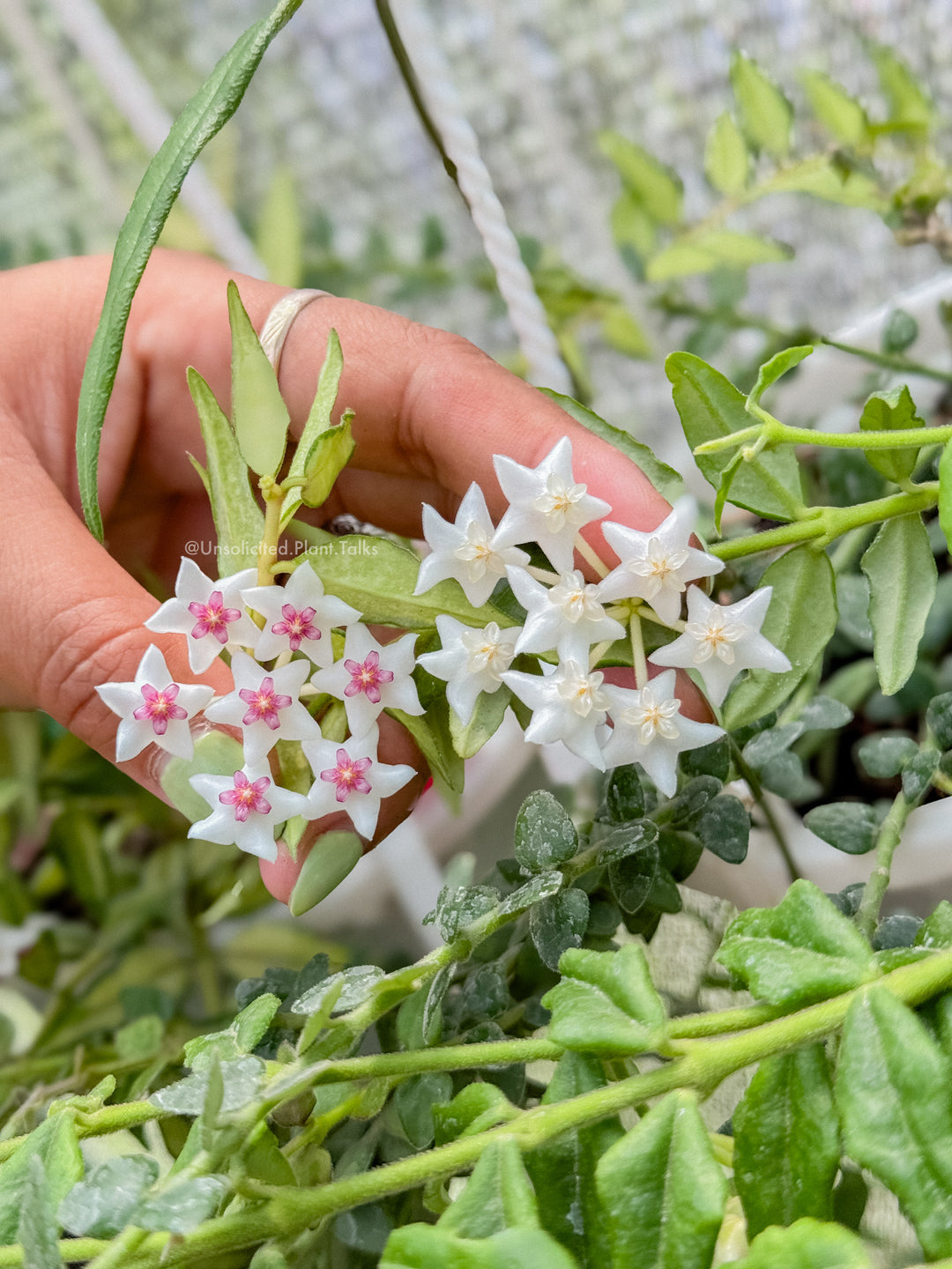 Hoya bella (PES03, white) - RARE