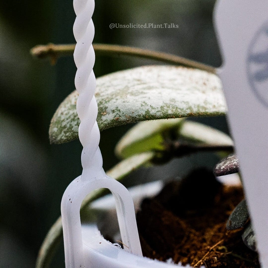 small hanging pot (pack of 20)