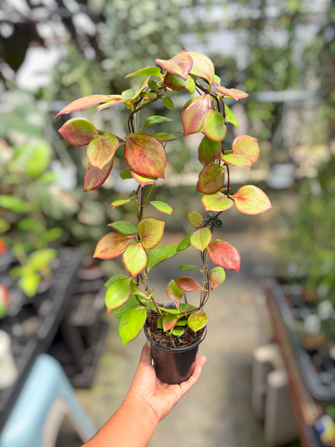 PS0474 - Hoya NS05-055