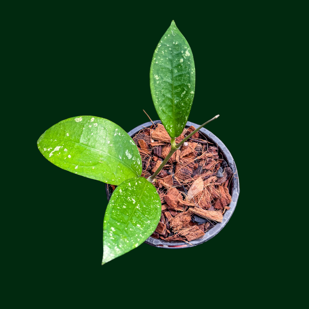 Hoya sp. (Papua, GB-2)