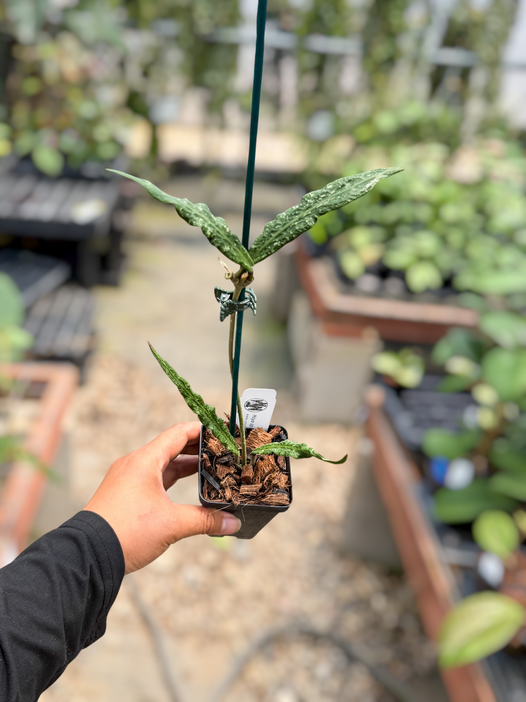 PS0598 - Hoya sp. (Blang Beke Z3)