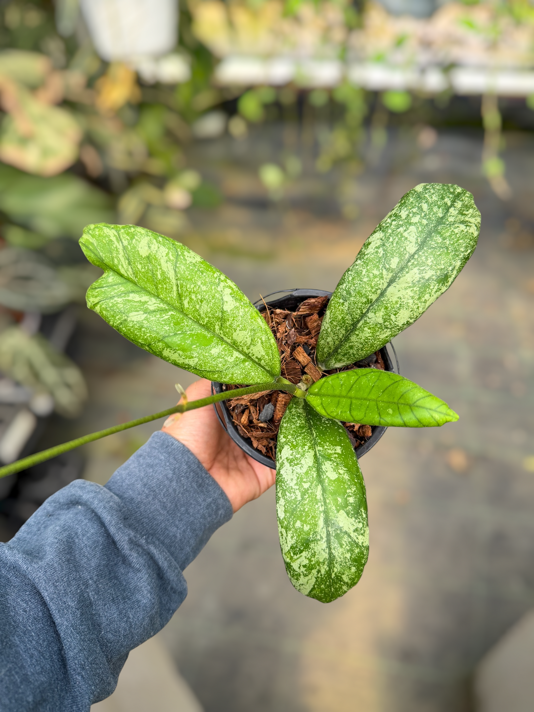 PS0493 - Hoya sp. (Northern Sumatra, splash)