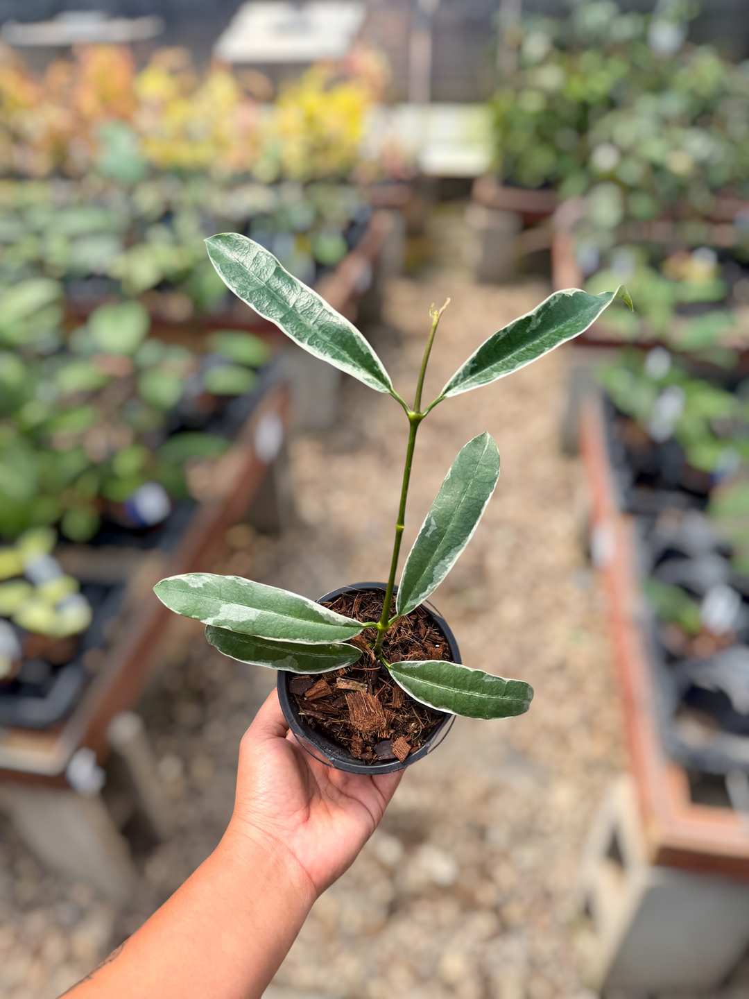 PS0471 - Hoya fusca wall. (outer var.)