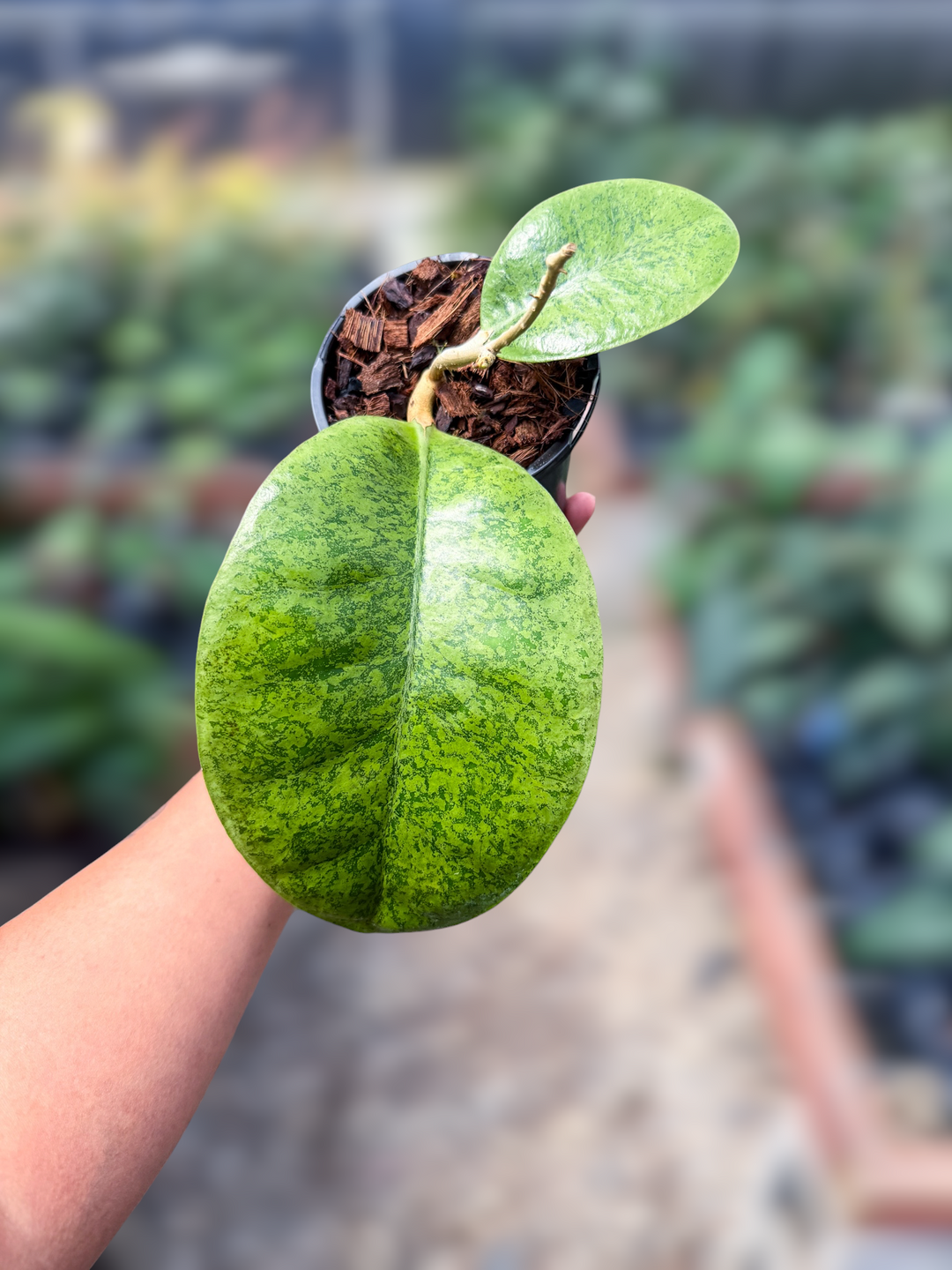 PS0964 - Hoya sp. (kapuas hulu, silver round)
