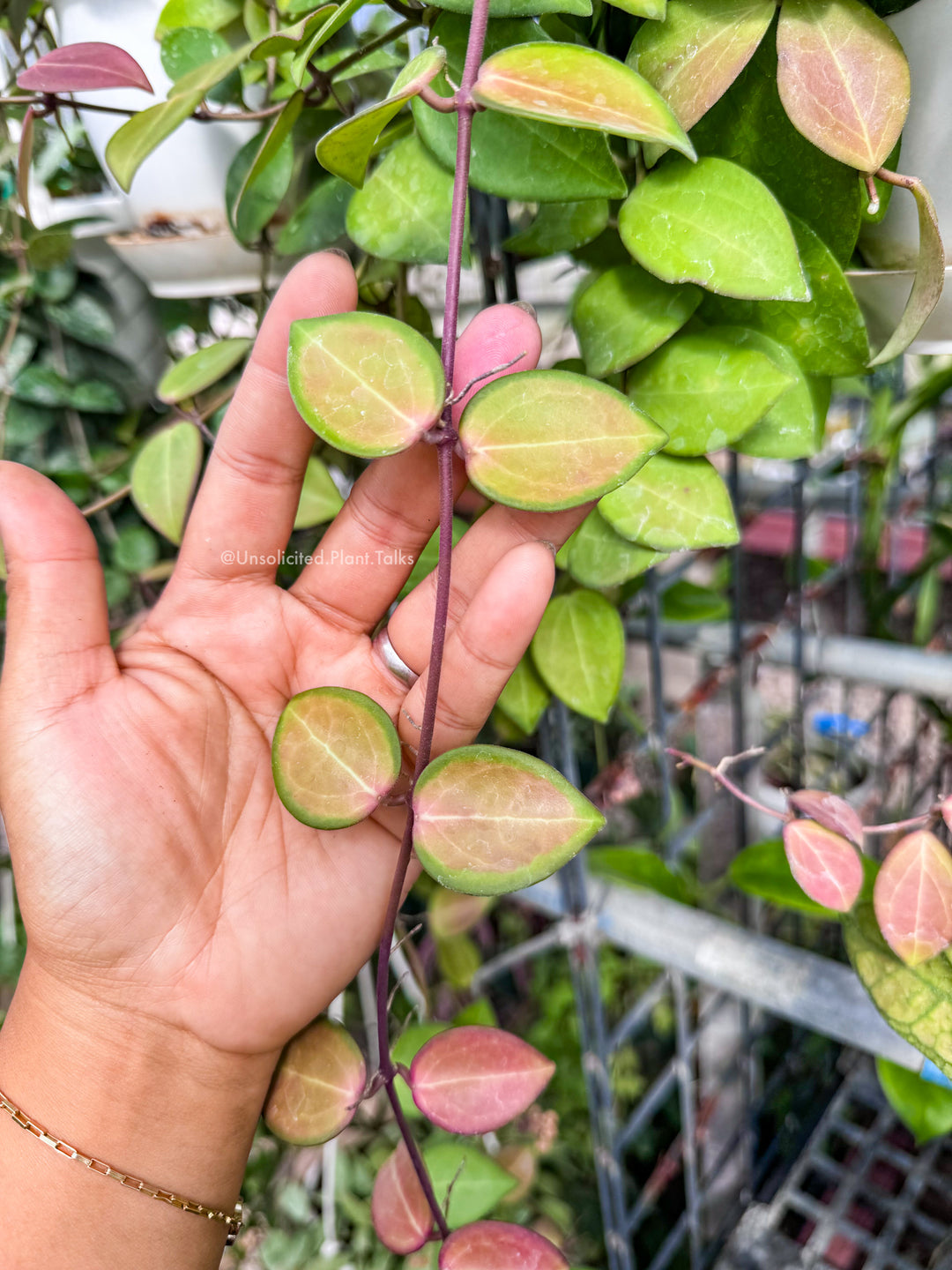 Hoya ‘Aramelon’ (UPT012)