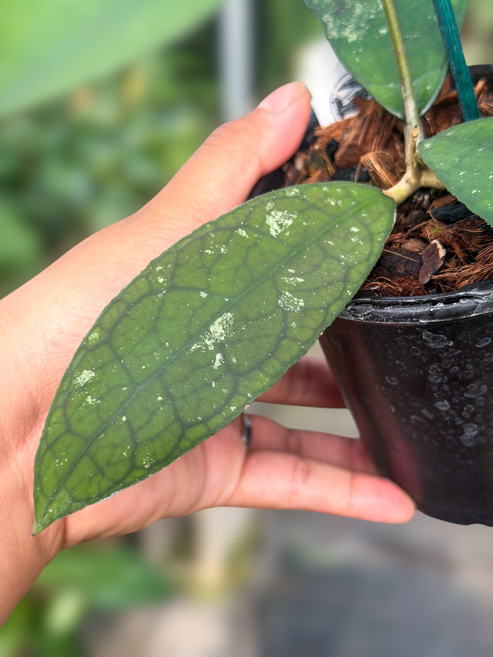 PS0970 - Hoya N14 (polypus x clemensiorum)