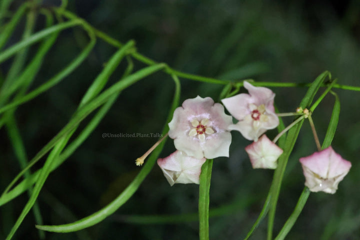 Hoya stenophylla