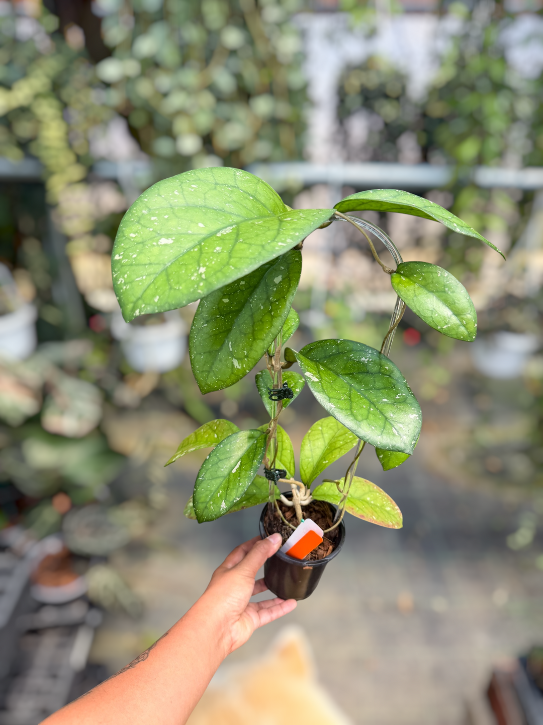 PS0110 - Hoya ‘Natta’