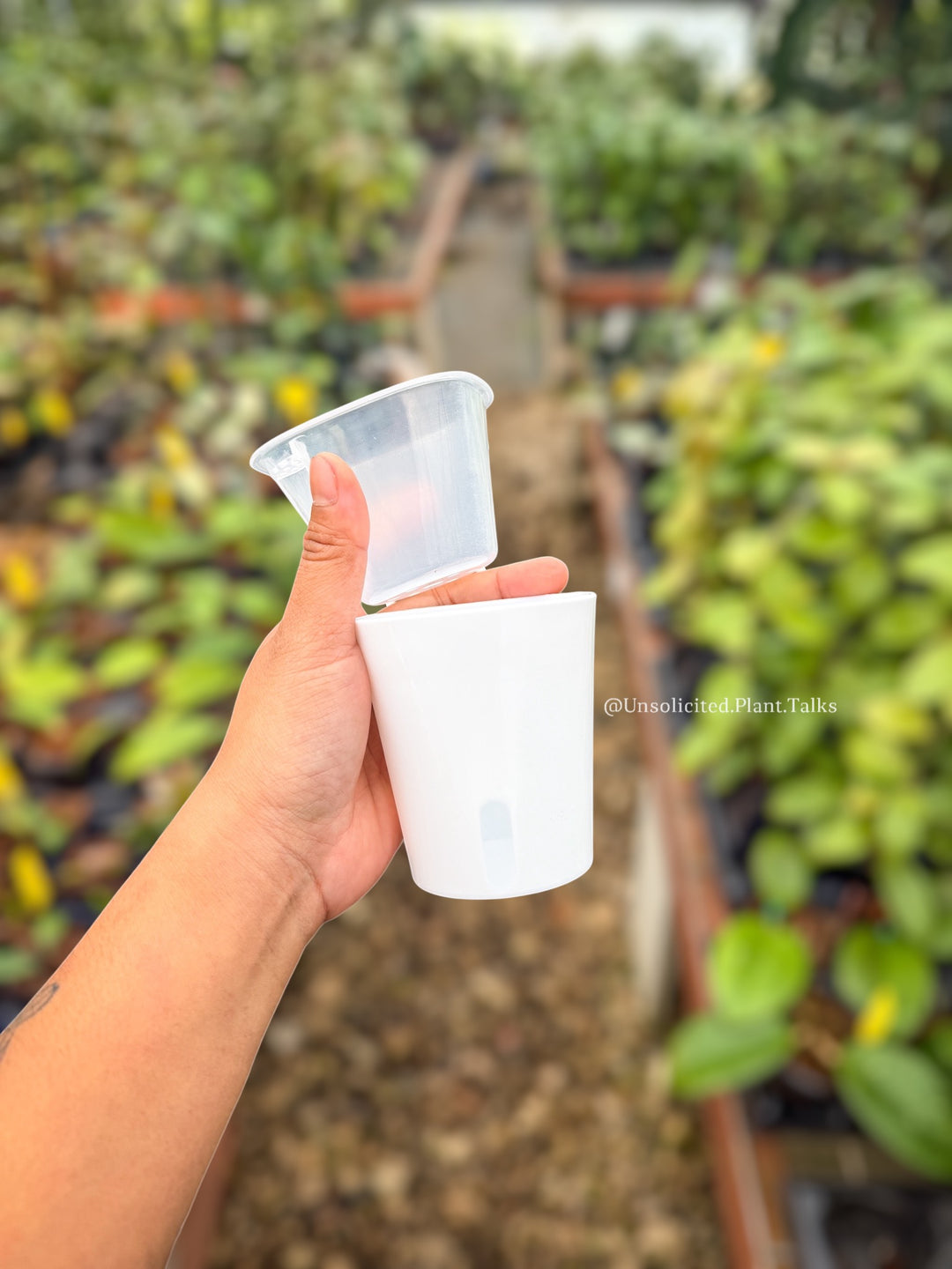 dissolving plant pots 3in Self Watering Pots – Unsolicited Plant Talks