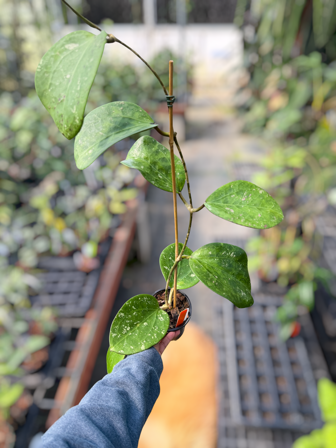 PS0495 - Hoya loyceandrewsiana
