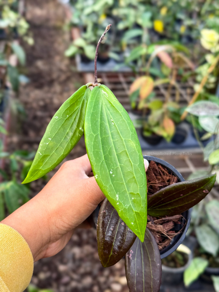 Hoya ‘Megara’ (RTD2411-CM8)