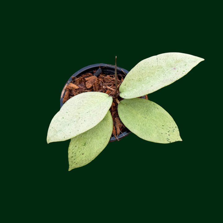 Hoya sp. (Menak Sopal, silver)
