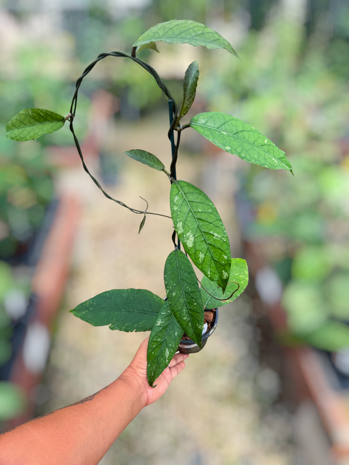 PS0845 - Hoya sp. (Aceh, no.3BT1)