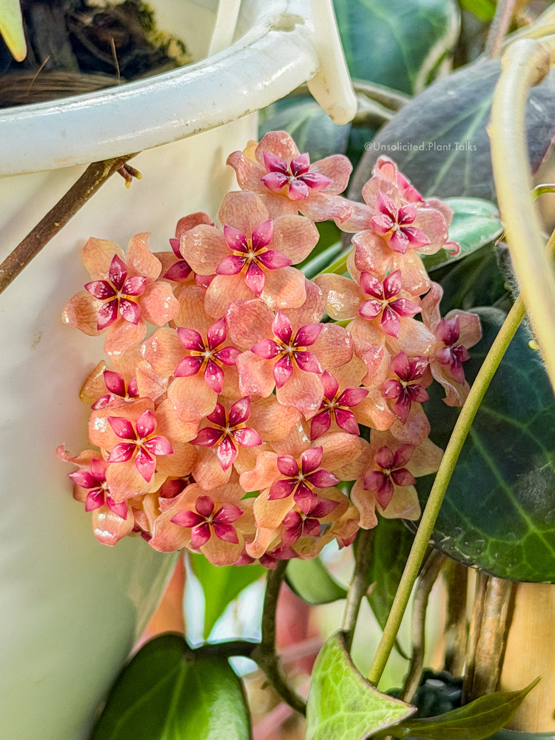 Hoya sp. (Philippines)