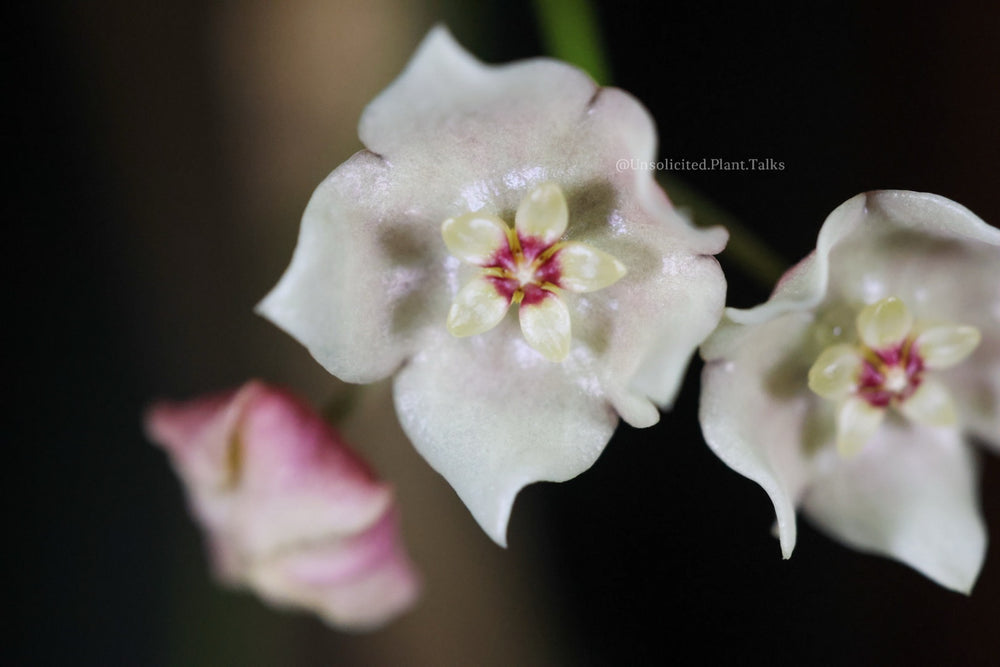 Hoya stenophylla